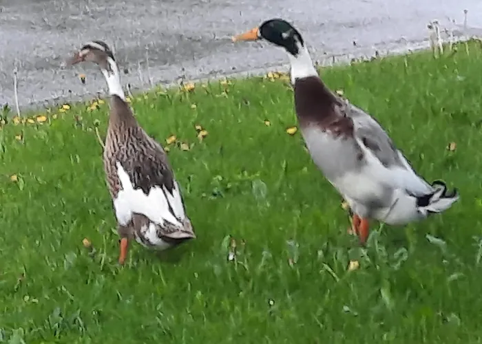 Appartement Karnerhof *